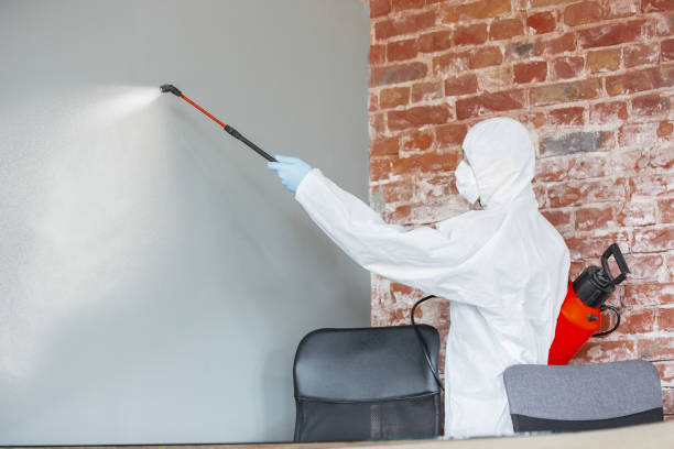 Trusted Lakeville, MN Mold Removal Experts